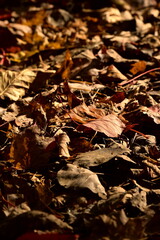 autumn leaves on the ground