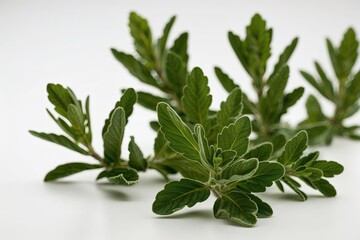 Isolated Flapping Oregano Leaves on White Background with Full Depth of Field
