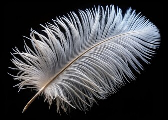 Obraz premium Macro Photography: Delicate White Ostrich Feather on Black Background - High Resolution Image