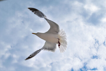 Obraz premium seagull in flight