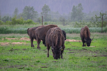 Animals grazing in pasture