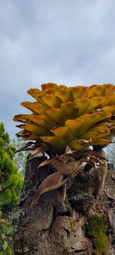 Naturaleza: perseverancia en la selva