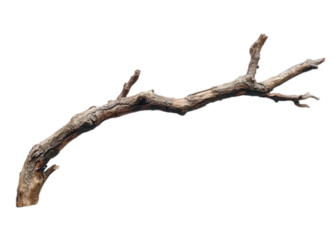 lone dead branch with slightly curved shape, showcasing natural texture
