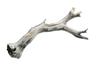Fototapeta premium Weathered driftwood branch with unique shapes and textures