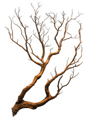 Fototapeta premium Dried crooked tree with long thin branches, showcasing unique shapes