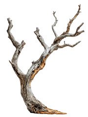 Fototapeta premium Dried tree with hollow trunk and sparse branches, showcasing nature beauty
