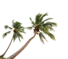 Two Leaning Palm Trees: A pair of tall palm trees with slender trunks leaning gracefully to the right, set against a clear, sunny backdrop.
