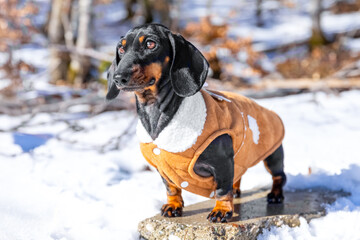 A dachshund wearing a cozy winter coat stands on a snowy surface, surrounded by a wintry forest. perfect image for seasonal or pet-related themes.