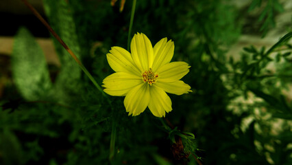 Wild yellow flowers bloom and grow abundantly