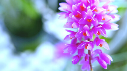 Wild purple flowers bloom and grow abundantly can used for marketing idea