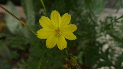yellow flowers bloom and grow abundantly, can used for magazine cover