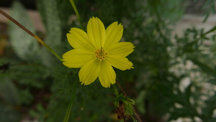 yellow flowers bloom and grow abundantly can be used for social media idea