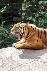 Naklejka premium Tiger Yawning in Natural Habitat