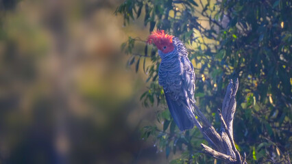 an early morning shot of a male gang-gang cockatoo perching in a dead tree in kosciusko national...