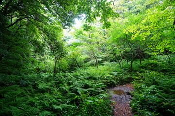 Obraz premium refreshing summer forest and path in the gleaming sunlight