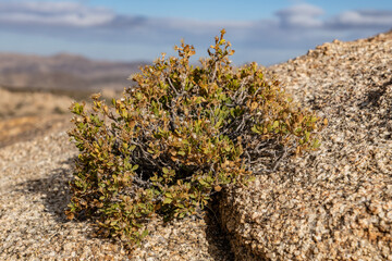 Ericameria cuneata is a species of flowering shrub in the family Asteraceae, cliff goldenbush....