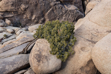 Juniperus californica, the California juniper, is a species of juniper native to southwestern North...
