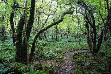 Obraz premium old summer path through mossy rocks and old trees