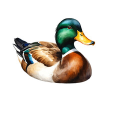 Obraz premium Duck hand drawn illustration on transparent PNG