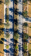 Vertical drone photos, aerial image, of a street lined with tall palm trees on both sides of street...