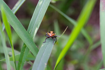 Dysdercus cingulatus insect perched on a leaf stem. Insect with red back and a little black pattern. Cotton plant pest. Closeup shot. Macrophotography Themes