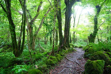 Fototapeta premium old summer path through mossy rocks and old trees