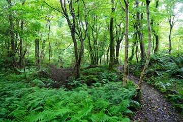 Obraz premium fine summer path through dense ferns
