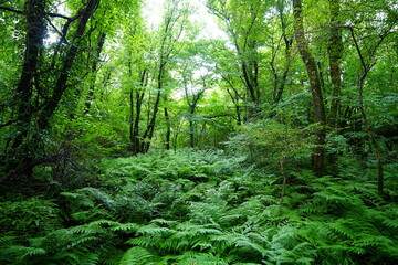 Obraz premium wild summer forest with ferns and old trees