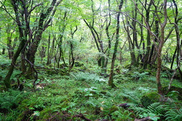 wild summer forest with ferns and old trees