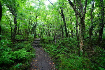 Obraz premium refreshing pathway through old summer forest