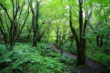 Obraz premium refreshing pathway through old summer forest