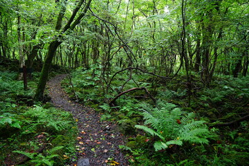 Fototapeta premium wild summer forest and old path