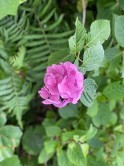Fototapeta premium pink rose in garden