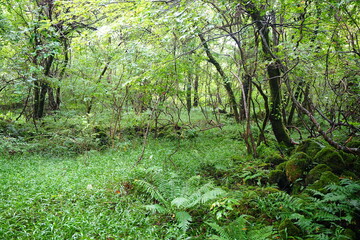 wild summer forest with ferns and old trees