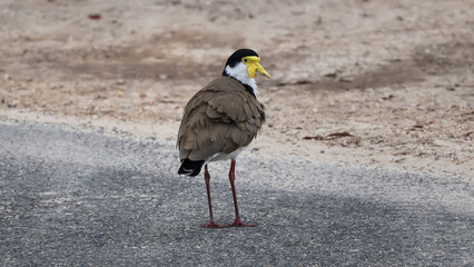 Queensland Plover bird