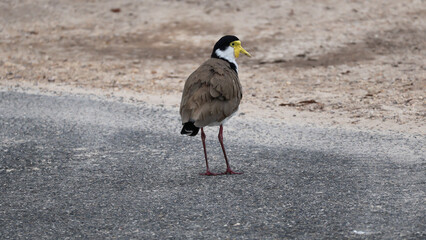Adult Plover bird