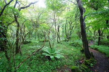 Fototapeta premium fresh ferns and fine path in summer