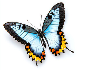 Obraz premium A vibrant butterfly with stunning blue and orange patterns, showcasing its delicate wings against a white background.