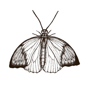 Hand drawn moth, butterfly in vinatage style. Vintage moth, butterfly illustration isolated on transparent background