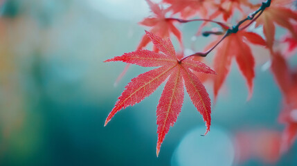 Vibrant red maple leaf hanging from a branch in autumn sunlight amidst soft background hues