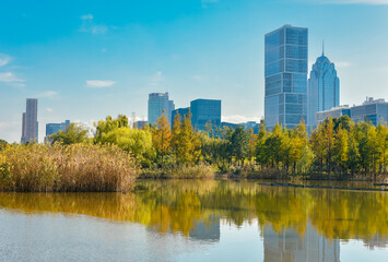 Obraz premium Beautiful landscape of golden autumn season at Yinzhou Park, with background of modern buildings of Southern Business District (Ningbo CBD) in Ningbo, Ningbo, Zhejiang, China