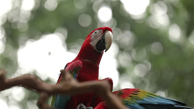Exotic Scarlet macaw (ARA parrot) - in the wilds, close-up detail