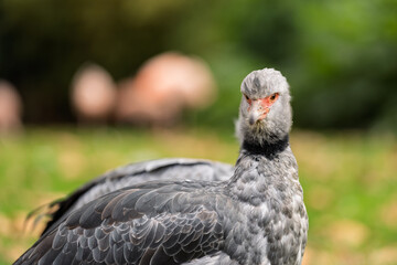 Un chaj&aacute; con plumaje gris, de perfil, posando en un entorno natural al aire libre
