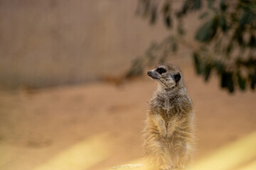 Fototapeta premium Una suricata erguida observando su entorno en un paisaje arenoso