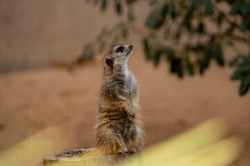 Una suricata erguida observando su entorno en un paisaje arenoso