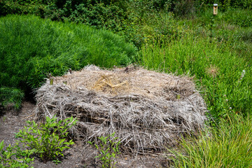 Pile of pruned and dry branches, and long grasses and leaves, left in a garden for bugs and small creature habitat  © knelson20