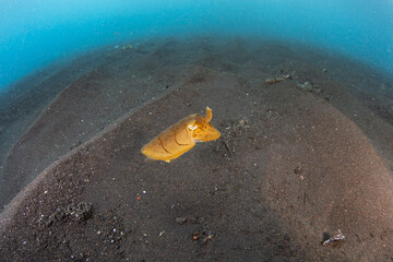 A juvenile Broadclub cuttlefish, Sepia latimanus, hovers over the black sand seafloor in Lembeh...