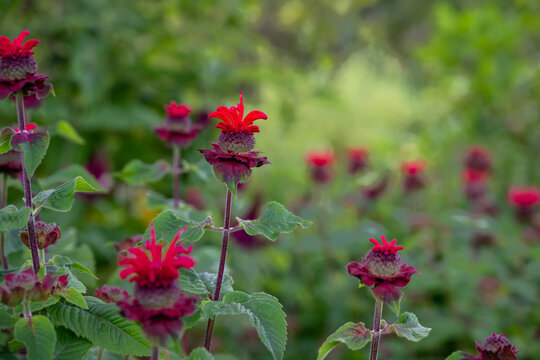 Closeup of vibrant red bee balm, Monarda, plant flowers blooming in a summer garden, as a nature background
