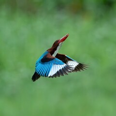 White-throated Kingfisher in flight with a meal in its beak © Jerome