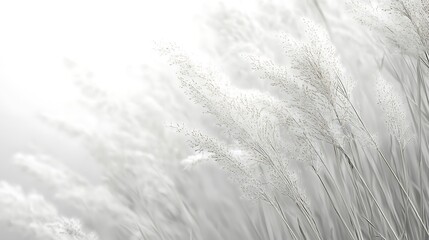 Delicate White Pampas Grass in Soft Light